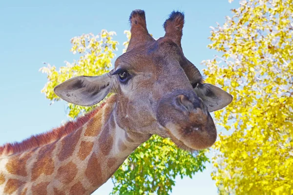 Giraffe head face isolated on the background of autumn trees