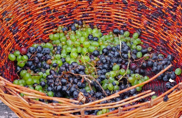 Red, black and white (green) grapes in a wicker basket