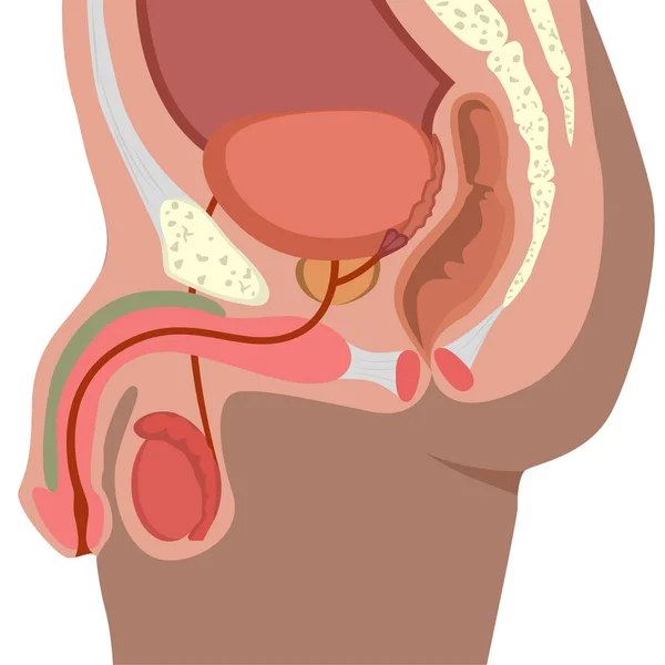 Vector Del Sistema Reproductor Masculino Ilustración Del Tracto Genitourinario Masculino — Archivo Imágenes Vectoriales