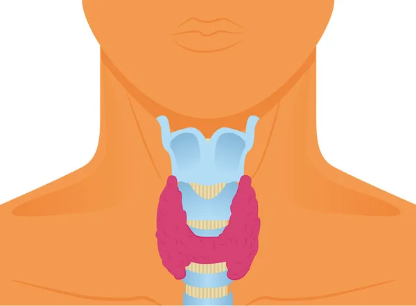 Illustration Glande Thyroïde Située Sur Cartilage — Image vectorielle