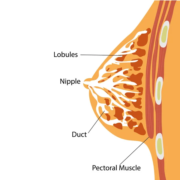 Illustration Vectorielle Structure Anatomique Glande Mammaire — Image vectorielle