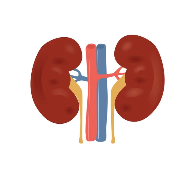 正常な腎臓の解剖学のベクトル イラスト — ストックベクタ