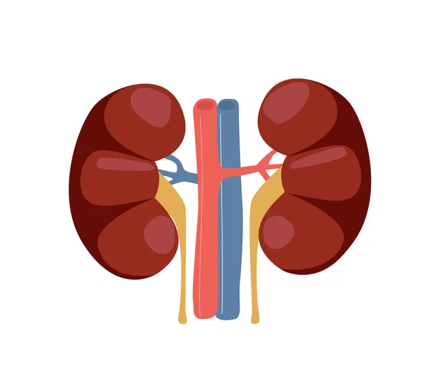 Vector Ilustración Estructura Renal Normal Clipart Renal Con Uréteres Vasos — Vector de stock