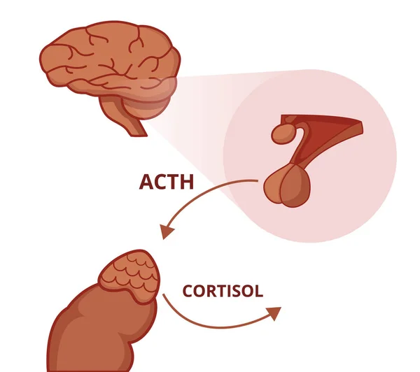 Glándula Pituitaria Suprarrenal Hormona Adrenocorticotrópica Estimula Función Glándula Suprarrenal — Archivo Imágenes Vectoriales