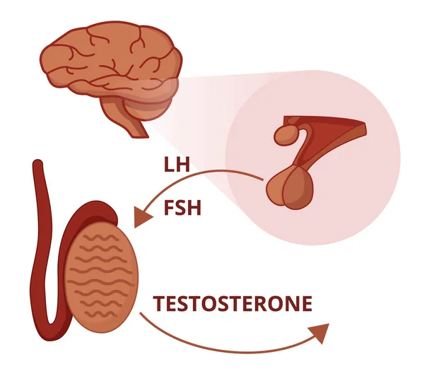 Gonadotropine Funzioni Fsh Stuimulano Testicoli Produrre Testosterone — Vettoriale Stock