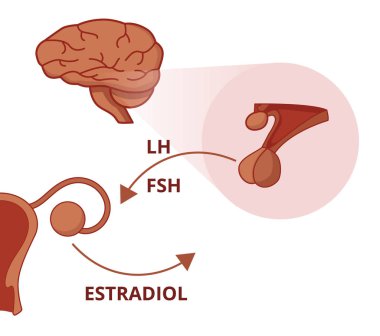 LH and FSH Function. Gonadotropin of the pituitary gland stimula clipart