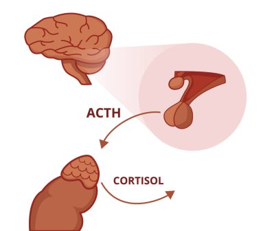 Pituitary and adrenal gland. Adrenocorticotropic hormone stimulates the function of the adrenal gland clipart