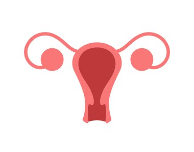 Beyaz arka plan üzerinde renkli rahim simgesi. Metra vektör çizim