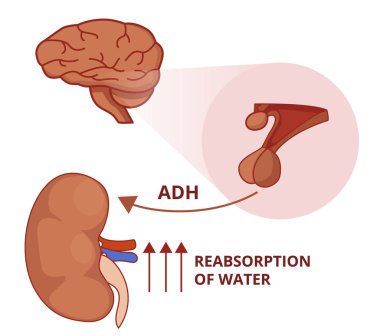 Illustration of the antidiuretic hormone function. Vasopressin physiology clipart