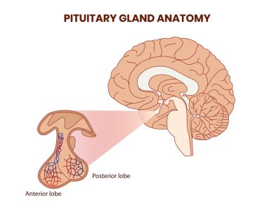Pitutary gland anatomy illustration. Hypophysis vector clipart