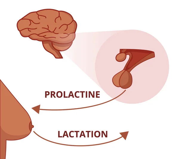 Función Prolactina Prolaction Glándula Pituitaria Estimula Producción Leche Materna — Vector de stock