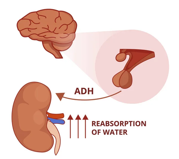 Illustration Der Antidiuretischen Hormonfunktion Vasopressin Physiologie — Stockvektor