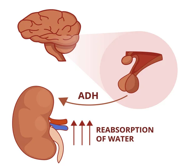 Antidiuretic 호르몬 기능의 그림입니다 생리학 — 스톡 벡터