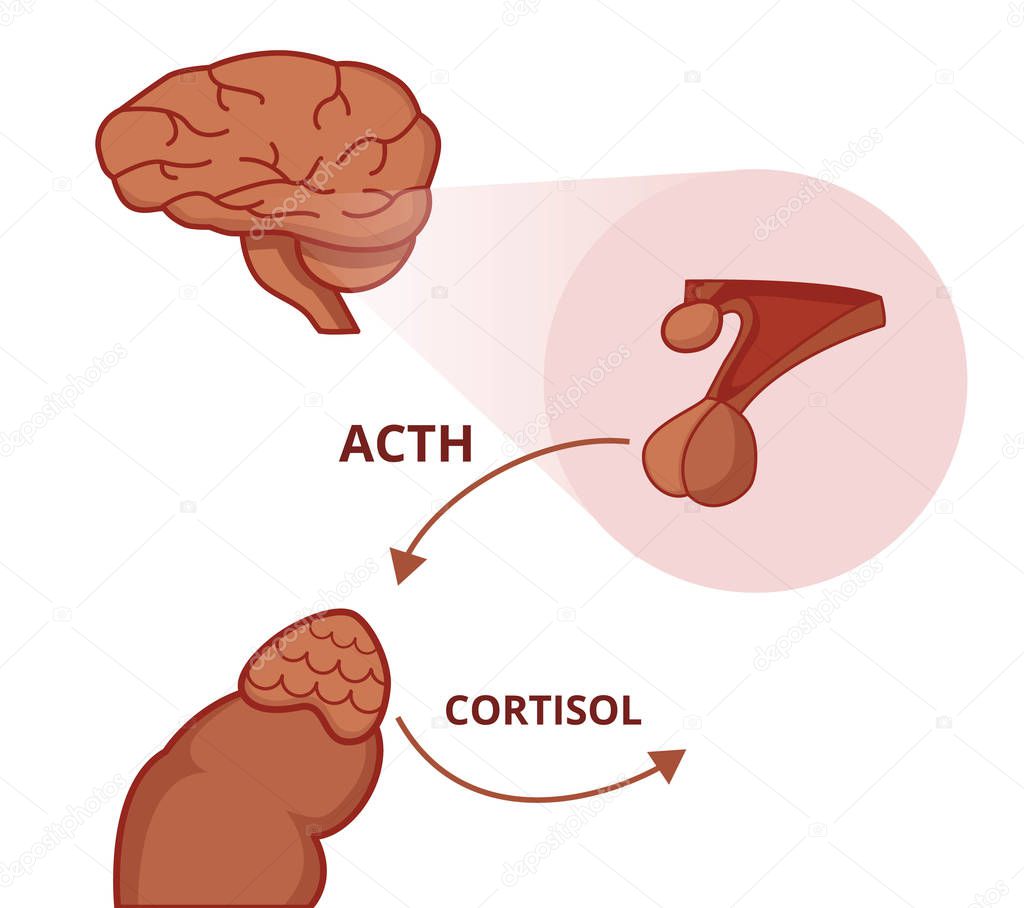 Pituitary and adrenal gland. Adrenocorticotropic hormone stimulates the function of the adrenal gland