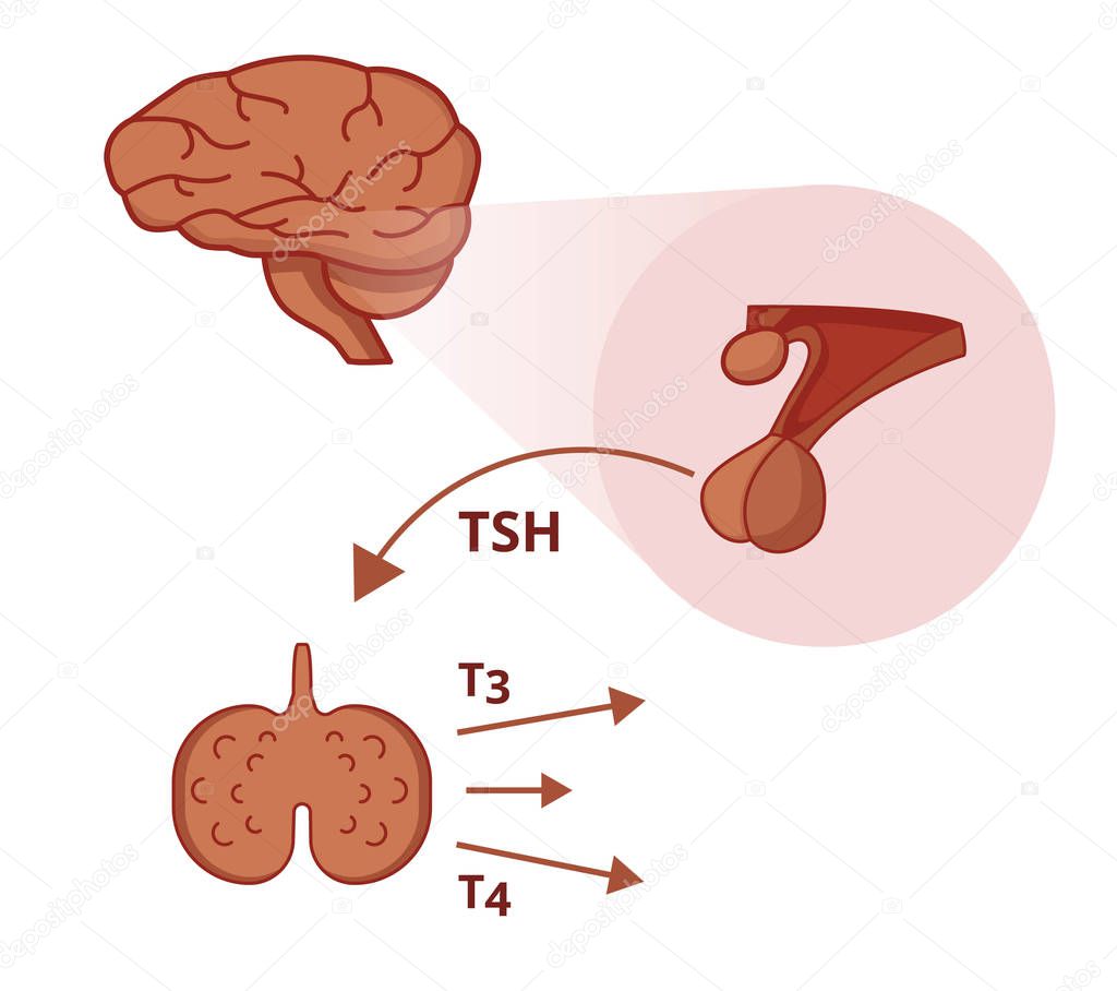 Pituitary and thyroid gland. Thyroid stimulating hormone stimulates the release of the thyroid hormones