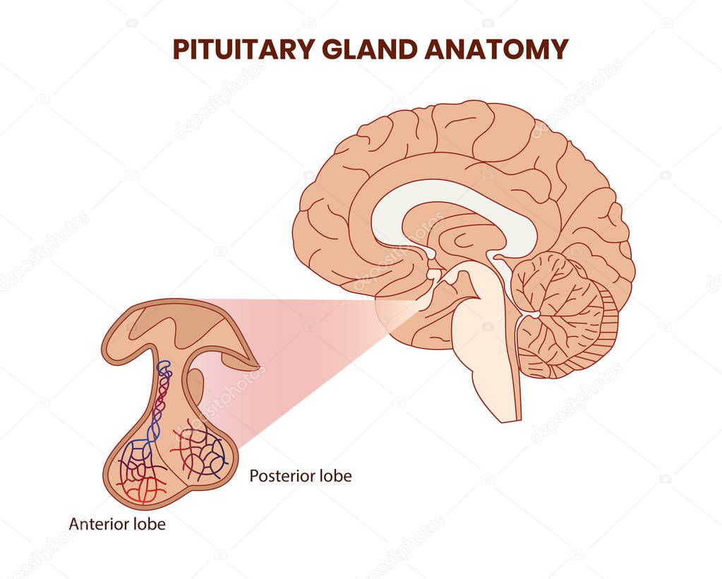 Pitutary gland anatomy illustration. Hypophysis vector