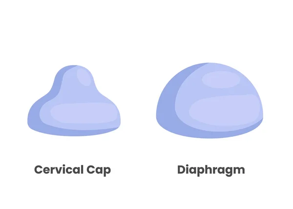 Диафрагма и шейный колпачок — стоковый вектор