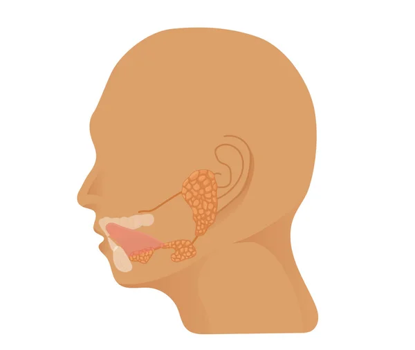 Tükürük bezi anatomisi. Kafanın paroti ile resmedilmesi