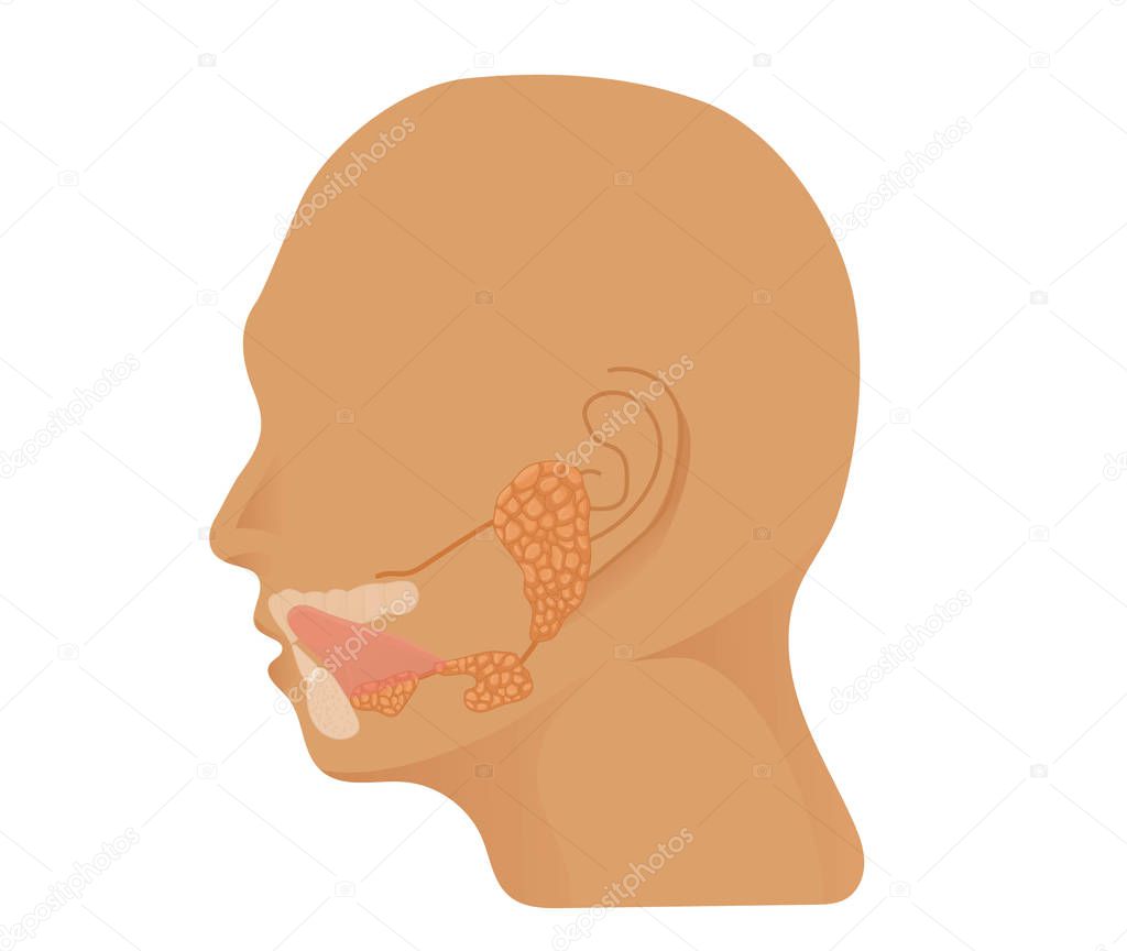 Salivary gland anatomy. Illustration of the head with the paroti