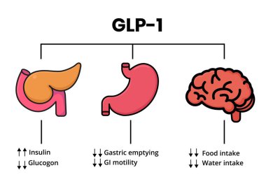 GLP-1 eylem mekanizması. Pankreas, mide ve beyin glukagon benzeri hedef organlar gibidir.
