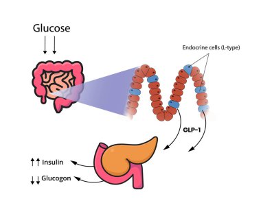 GLP-1 ince bağırsak ve kolon hücreleri tarafından salınır. L-hücreleri glikoz, früktoz, galactose vektör çizimine tepki olarak glukagon benzeri peptit üretir.