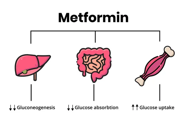 Mecanismo Ação Metformina Ilustração Vetorial Dos Órgãos Alvo Metformina Tratamento — Vetor de Stock