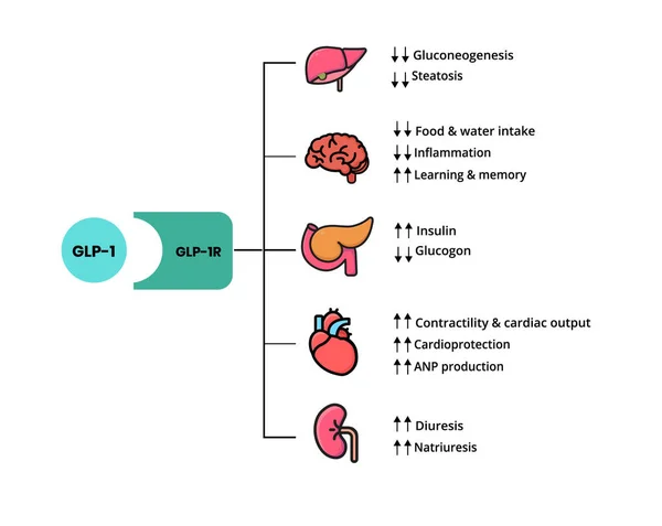 Glukagon Ähnliche Peptid Zielorgane Mit Glp Rezeptoren Und Organbezogenen Glp — Stockvektor