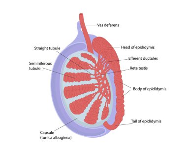 Testis anatomisi. Testis yapısı. Semineröz boruların ağını gösteren diyagram