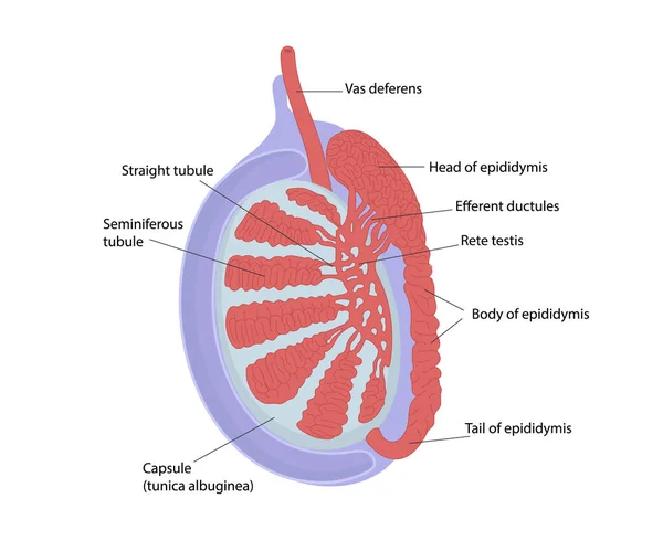 Anatomía Testicular Estructura Del Testículo Diagrama Que Muestra Red Túbulos — Vector de stock