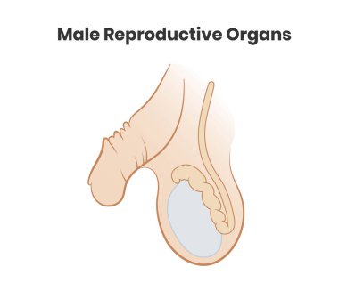 Vector illustration of the male roproductive system. Testicles and penis vector icon