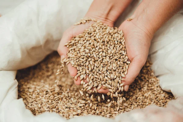 Grains Froment Entre Les Mains Des Mâles — Photo