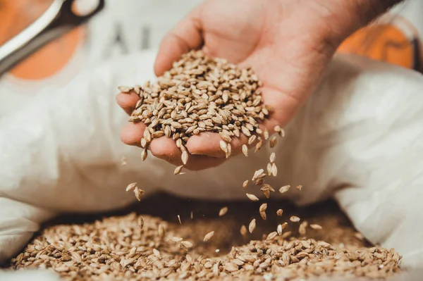 Grains Froment Entre Les Mains Des Mâles — Photo