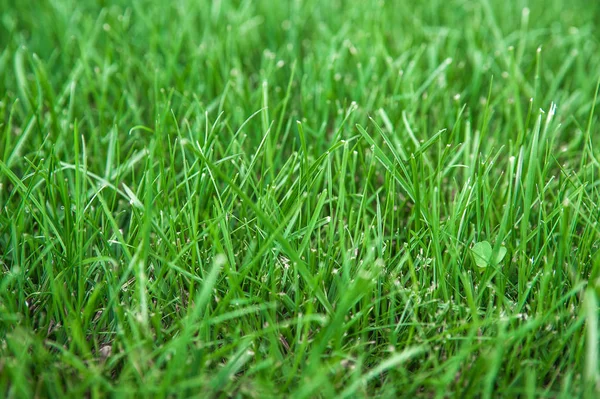 Green Grass Morning Dew — Stock Photo, Image