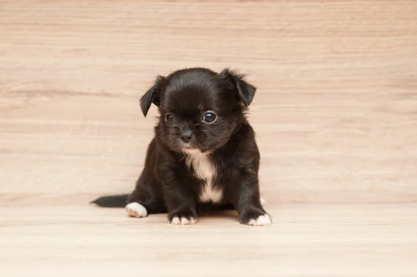Black chihuahua puppy Stock Photos Royalty Free Black chihuahua
