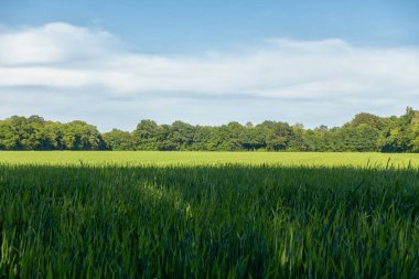 Yaz aylarında yeşil bir alana