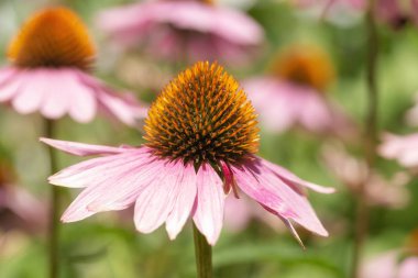 bir Ekinezya çiçek çiçeklenme
