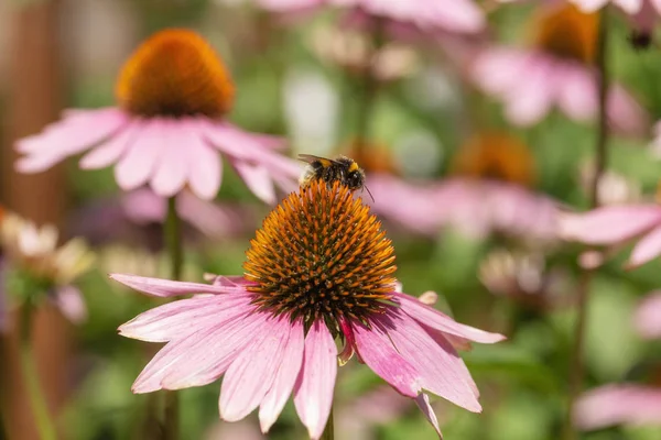 Zangão Uma Flor Echinacea — Fotografia de Stock