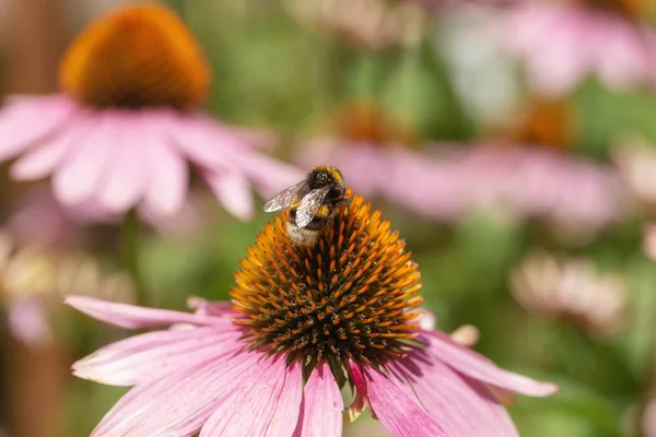 Zangão Uma Flor Echinacea — Fotografia de Stock