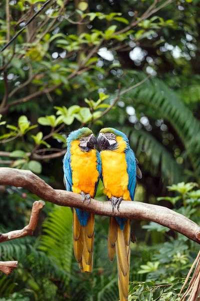 A parrot with brightly colored feathers