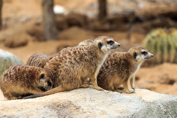 A group of cute meerkats