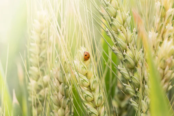 Спелая Пшеница Полях — стоковое фото