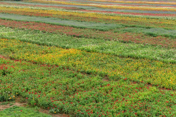 A sea of flowers made up of all kinds of flowers