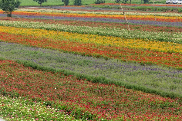 A sea of flowers made up of all kinds of flowers