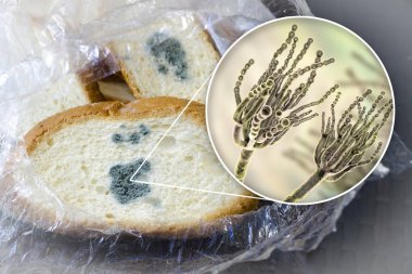 Küflü ekmek ve yakından görmek hastalığının ekmek kalıp Penicillium mantar,