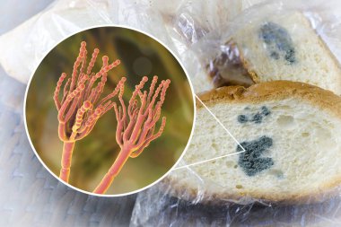 Küflü ekmek ve yakından görmek hastalığının ekmek kalıp Penicillium mantar,