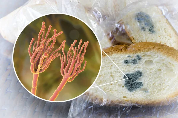 Roti berjamur dan tampilan close-up dari jamur Penicillium, agen penyebab cetakan roti — Stok Foto