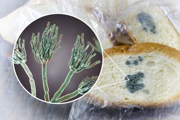 Mögligt bröd och närbild av Penicillium svampar, vilka smittämnen av bröd mögel — Stockfoto
