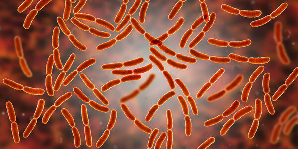 Bacteria Lactobacillus, normal flora of small intestine