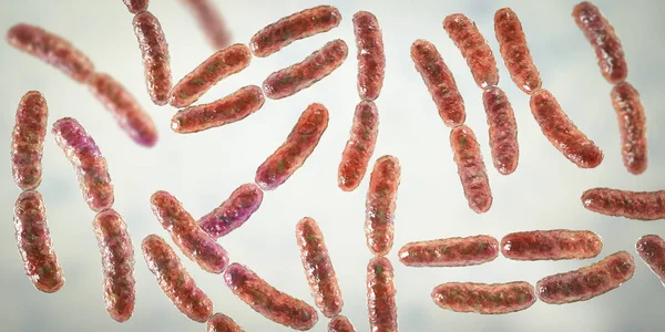 Bakterie Lactobacillus, běžné flóry v tenkém střevě — Stock fotografie