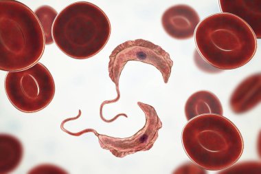 Trypanosoma brucei parazit